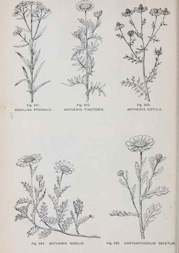 Reproducción/Reproduction 49742722973: The flora of the Liverpool district /. Liverpool :D. Marples & Co.,1902.. 