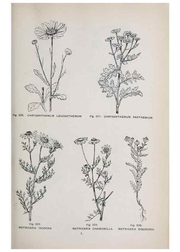 Reproducción/Reproduction 49743594122: The flora of the Liverpool district /. Liverpool :D. Marples & Co.,1902.. 