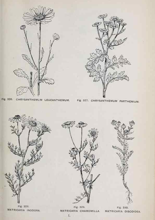 Reproducción/Reproduction 49743594122: The flora of the Liverpool district /. Liverpool :D. Marples & Co.,1902.. 
