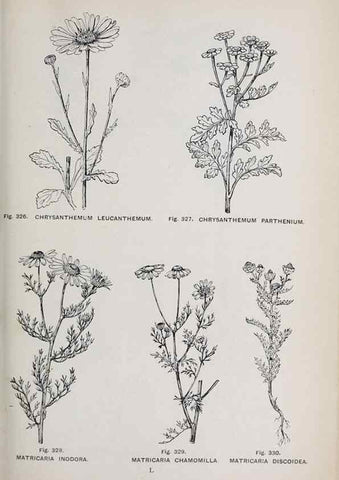 Reproducción/Reproduction 49743594122: The flora of the Liverpool district /. Liverpool :D. Marples & Co.,1902.. 