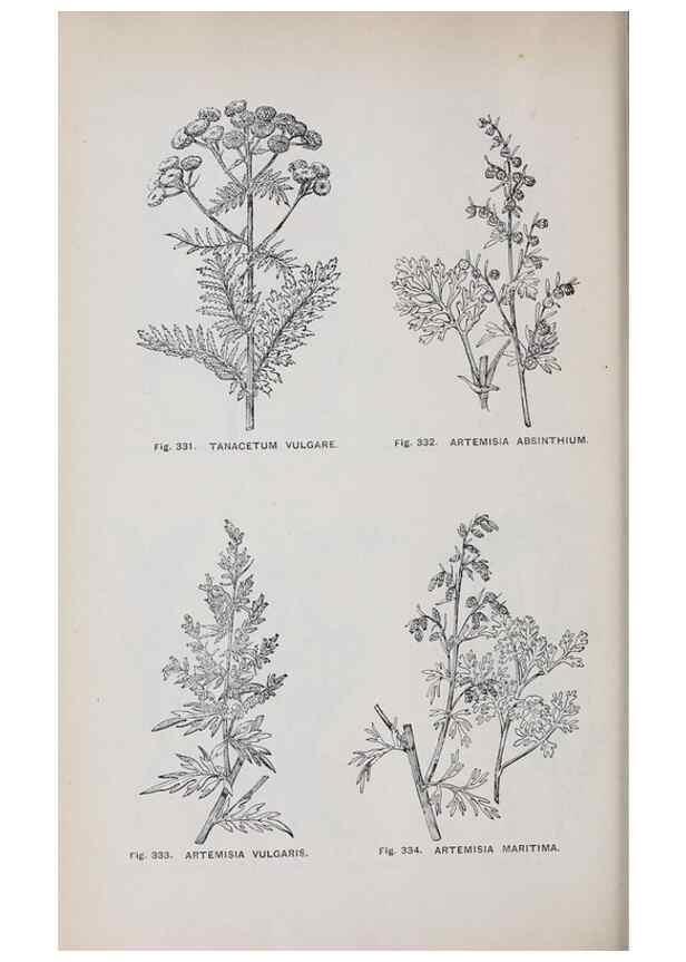 Reproducción/Reproduction 49742723613: The flora of the Liverpool district /. Liverpool :D. Marples & Co.,1902.. 