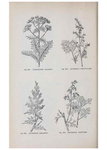 Reproducción/Reproduction 49742723613: The flora of the Liverpool district /. Liverpool :D. Marples & Co.,1902.. 