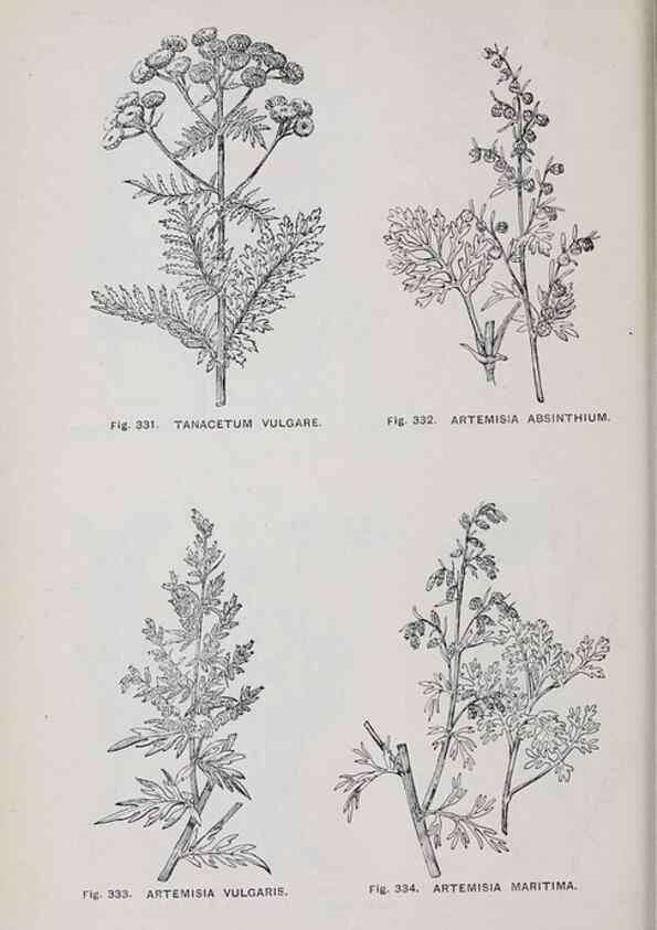 Reproducción/Reproduction 49742723613: The flora of the Liverpool district /. Liverpool :D. Marples & Co.,1902.. 