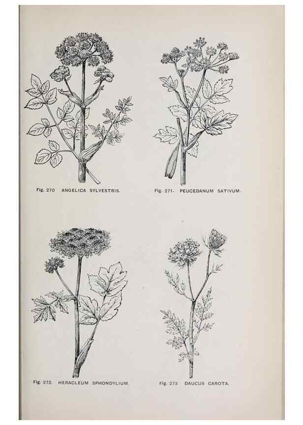 Reproducción/Reproduction 49743589767: The flora of the Liverpool district /. Liverpool :D. Marples & Co.,1902.. 