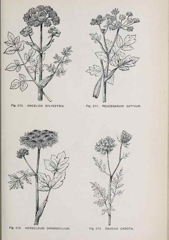 Reproducción/Reproduction 49743589767: The flora of the Liverpool district /. Liverpool :D. Marples & Co.,1902.. 