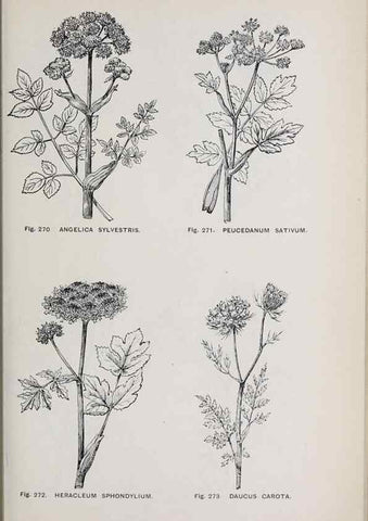 Reproducción/Reproduction 49743589767: The flora of the Liverpool district /. Liverpool :D. Marples & Co.,1902.. 