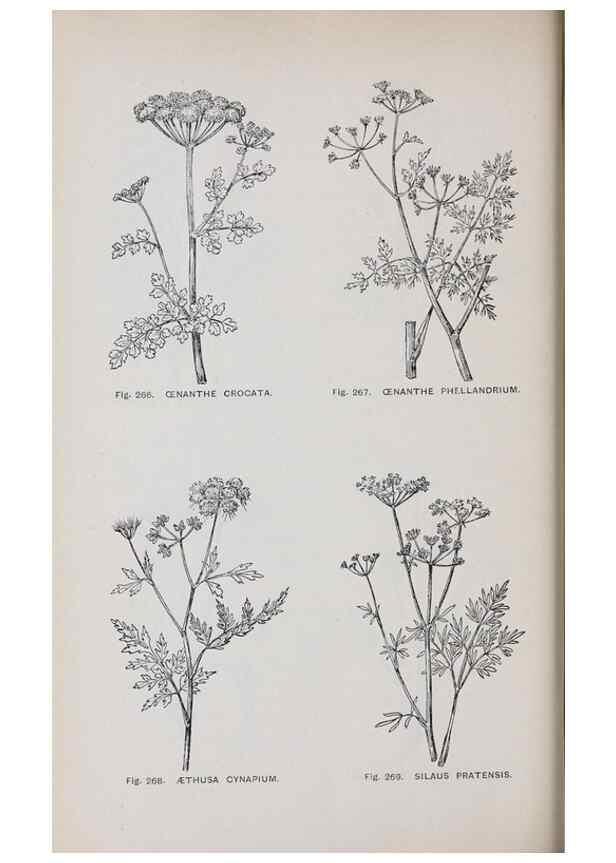 Reproducción/Reproduction 49743268406: The flora of the Liverpool district /. Liverpool :D. Marples & Co.,1902.. 