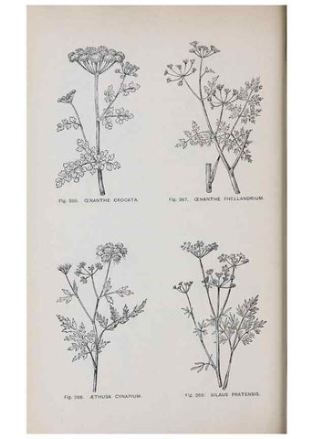 Reproducción/Reproduction 49743268406: The flora of the Liverpool district /. Liverpool :D. Marples & Co.,1902.. 