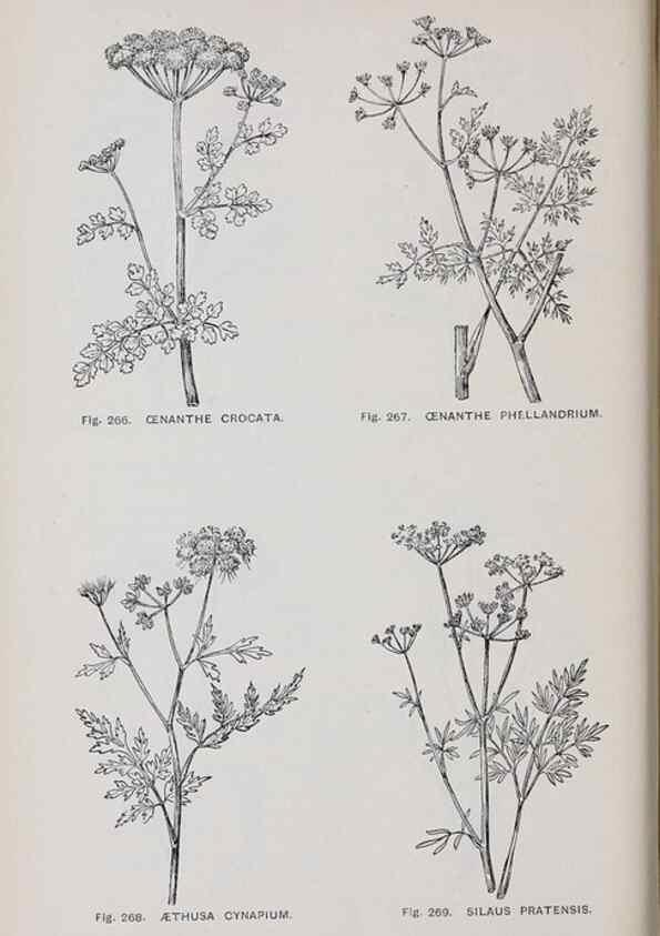 Reproducción/Reproduction 49743268406: The flora of the Liverpool district /. Liverpool :D. Marples & Co.,1902.. 