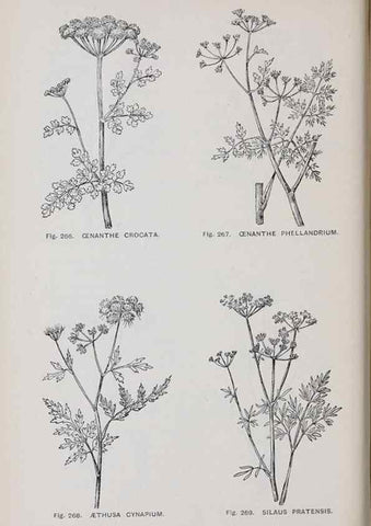 Reproducción/Reproduction 49743268406: The flora of the Liverpool district /. Liverpool :D. Marples & Co.,1902.. 