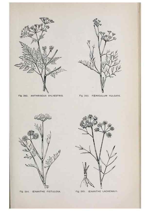 Reproducción/Reproduction 49743589212: The flora of the Liverpool district /. Liverpool :D. Marples & Co.,1902.. 