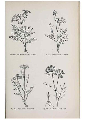 Reproducción/Reproduction 49743589212: The flora of the Liverpool district /. Liverpool :D. Marples & Co.,1902.. 