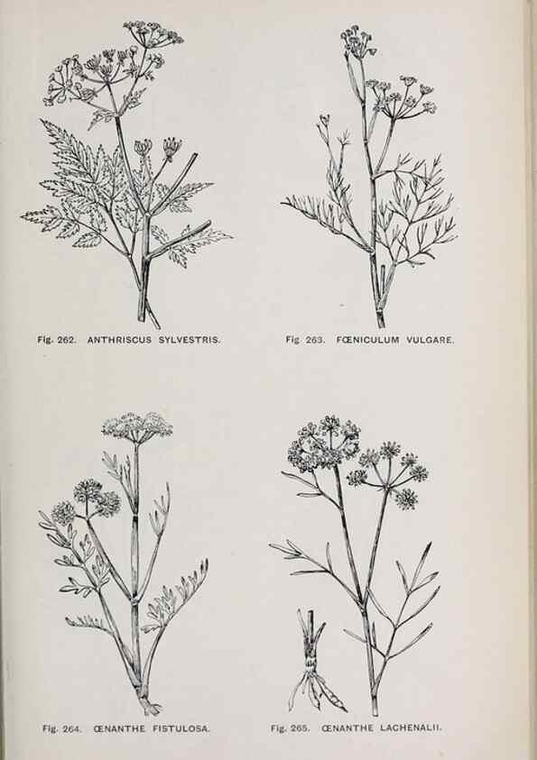 Reproducción/Reproduction 49743589212: The flora of the Liverpool district /. Liverpool :D. Marples & Co.,1902.. 