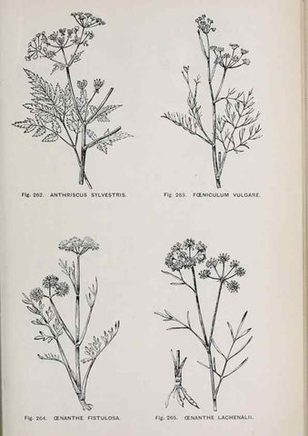 Reproducción/Reproduction 49743589212: The flora of the Liverpool district /. Liverpool :D. Marples & Co.,1902.. 