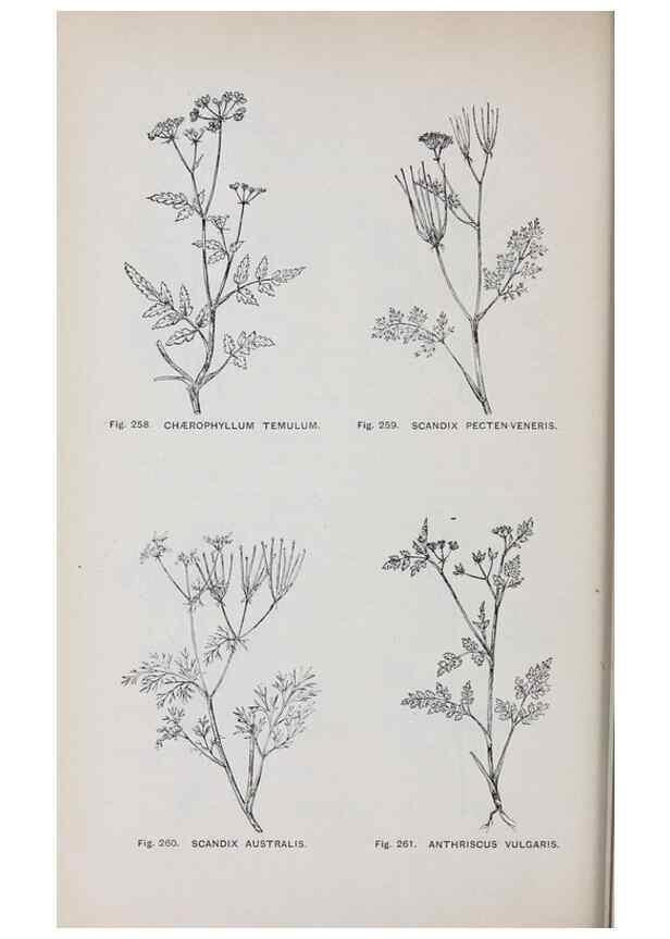 Reproducción/Reproduction 49742718273: The flora of the Liverpool district /. Liverpool :D. Marples & Co.,1902.. 