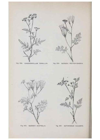 Reproducción/Reproduction 49742718273: The flora of the Liverpool district /. Liverpool :D. Marples & Co.,1902.. 