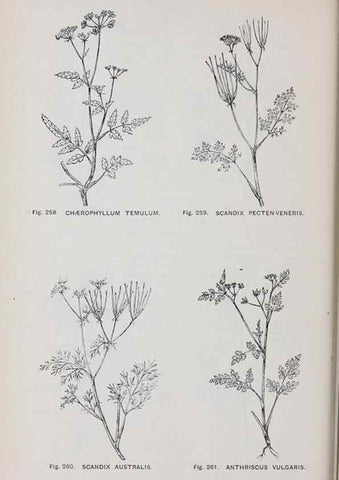 Reproducción/Reproduction 49742718273: The flora of the Liverpool district /. Liverpool :D. Marples & Co.,1902.. 