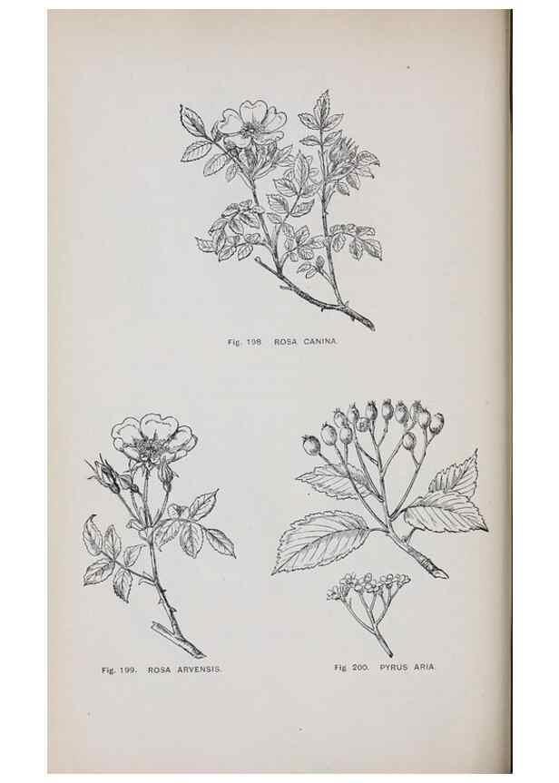 Reproducción/Reproduction 49743262956: The flora of the Liverpool district /. Liverpool :D. Marples & Co.,1902.. 