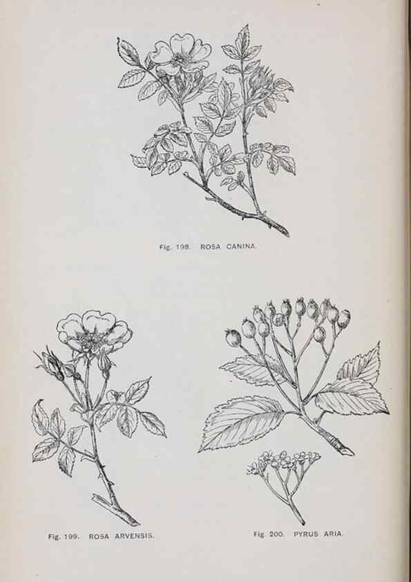 Reproducción/Reproduction 49743262956: The flora of the Liverpool district /. Liverpool :D. Marples & Co.,1902.. 