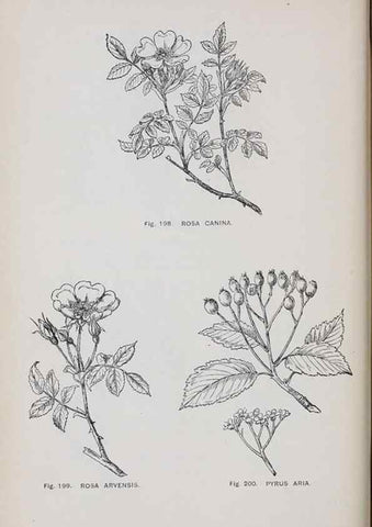Reproducción/Reproduction 49743262956: The flora of the Liverpool district /. Liverpool :D. Marples & Co.,1902.. 