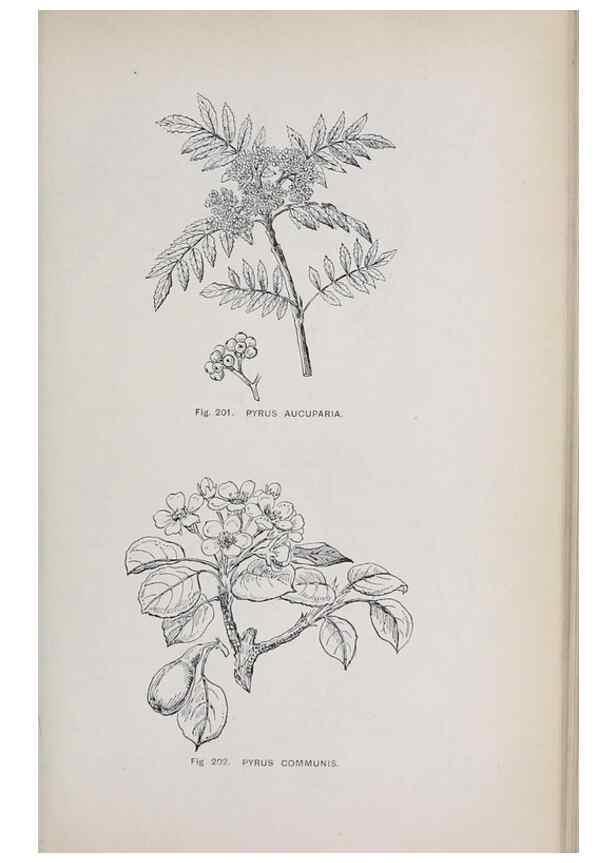 Reproducción/Reproduction 49742713608: The flora of the Liverpool district /. Liverpool :D. Marples & Co.,1902.. 