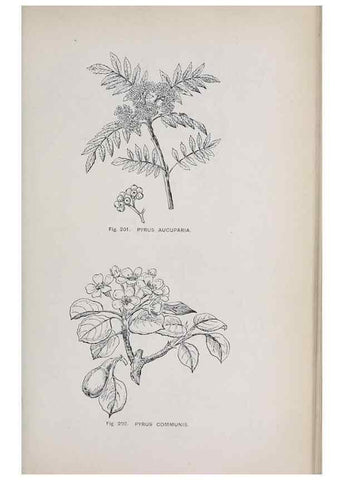 Reproducción/Reproduction 49742713608: The flora of the Liverpool district /. Liverpool :D. Marples & Co.,1902.. 