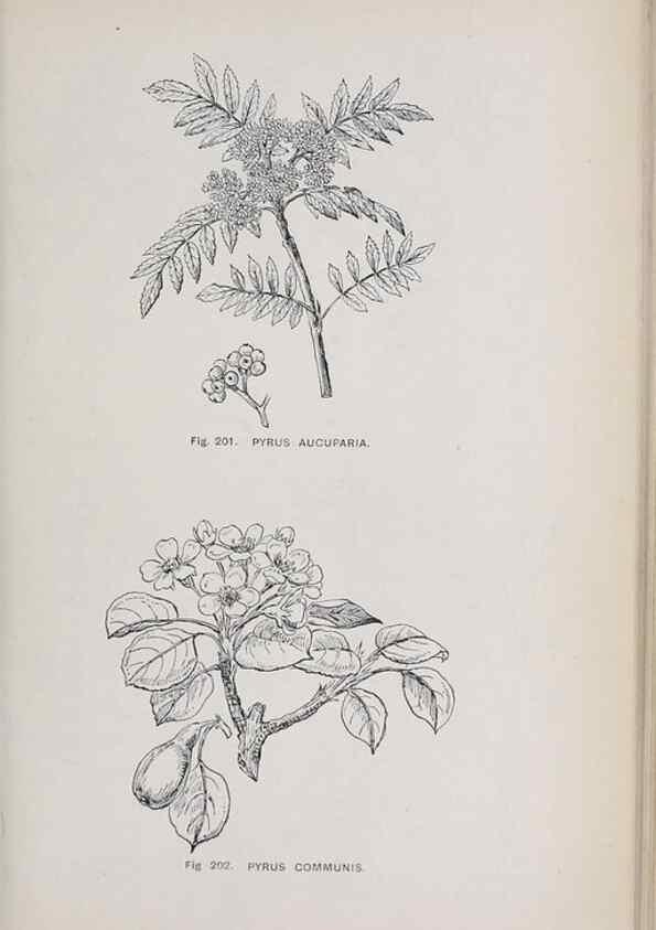 Reproducción/Reproduction 49742713608: The flora of the Liverpool district /. Liverpool :D. Marples & Co.,1902.. 