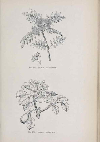 Reproducción/Reproduction 49742713608: The flora of the Liverpool district /. Liverpool :D. Marples & Co.,1902.. 