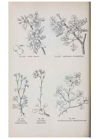 Reproducción/Reproduction 49743584792: The flora of the Liverpool district /. Liverpool :D. Marples & Co.,1902.. 