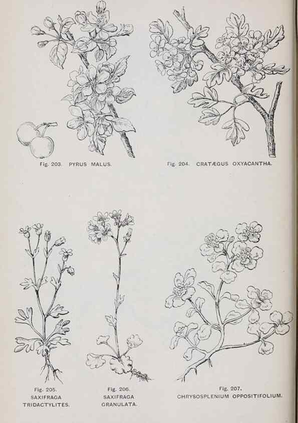 Reproducción/Reproduction 49743584792: The flora of the Liverpool district /. Liverpool :D. Marples & Co.,1902.. 