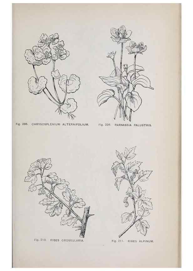 Reproducción/Reproduction 49742714148: The flora of the Liverpool district /. Liverpool :D. Marples & Co.,1902.. 