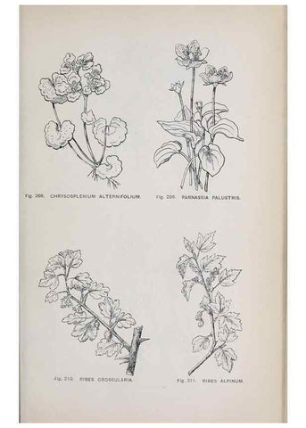 Reproducción/Reproduction 49742714148: The flora of the Liverpool district /. Liverpool :D. Marples & Co.,1902.. 