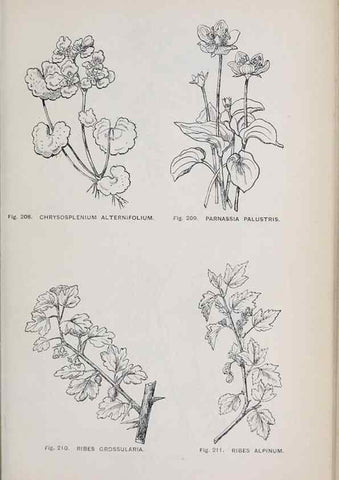 Reproducción/Reproduction 49742714148: The flora of the Liverpool district /. Liverpool :D. Marples & Co.,1902.. 