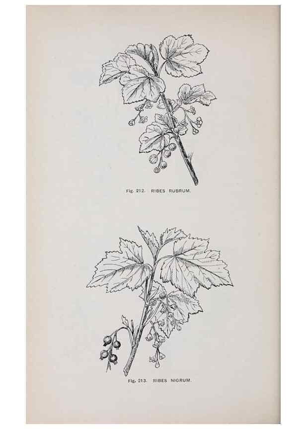Reproducción/Reproduction 49743585432: The flora of the Liverpool district /. Liverpool :D. Marples & Co.,1902.. 