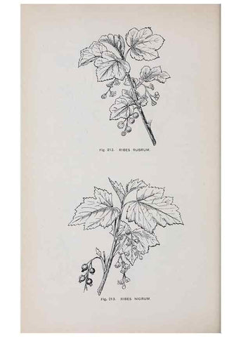 Reproducción/Reproduction 49743585432: The flora of the Liverpool district /. Liverpool :D. Marples & Co.,1902.. 