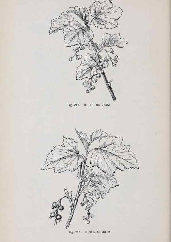 Reproducción/Reproduction 49743585432: The flora of the Liverpool district /. Liverpool :D. Marples & Co.,1902.. 