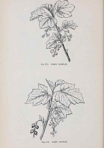 Reproducción/Reproduction 49743585432: The flora of the Liverpool district /. Liverpool :D. Marples & Co.,1902.. 