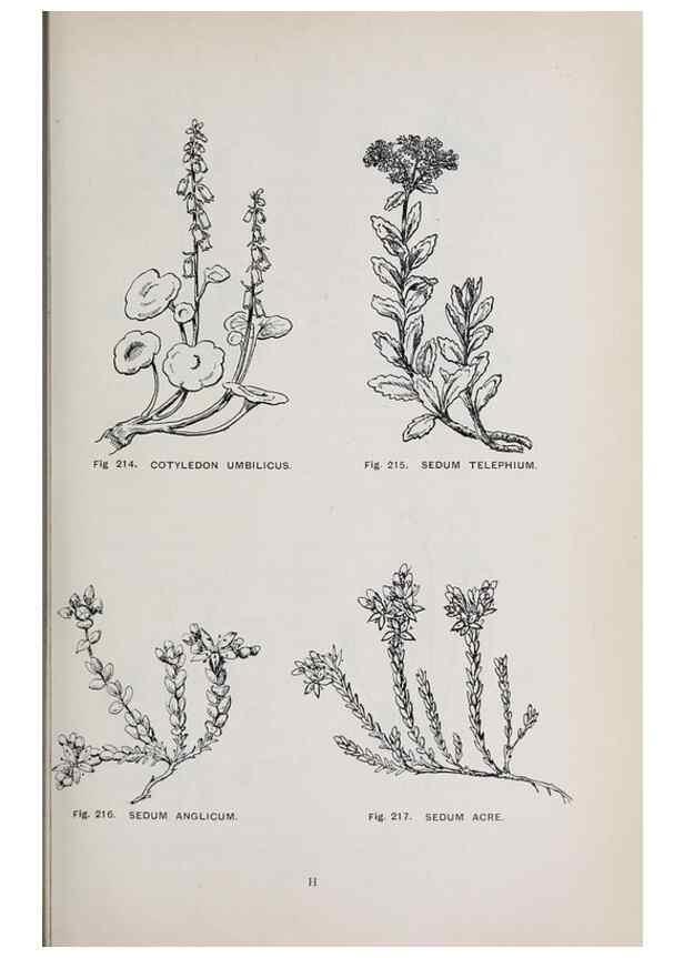 Reproducción/Reproduction 49742714953: The flora of the Liverpool district /. Liverpool :D. Marples & Co.,1902.. 