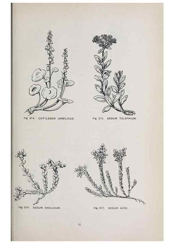 Reproducción/Reproduction 49742714953: The flora of the Liverpool district /. Liverpool :D. Marples & Co.,1902.. 