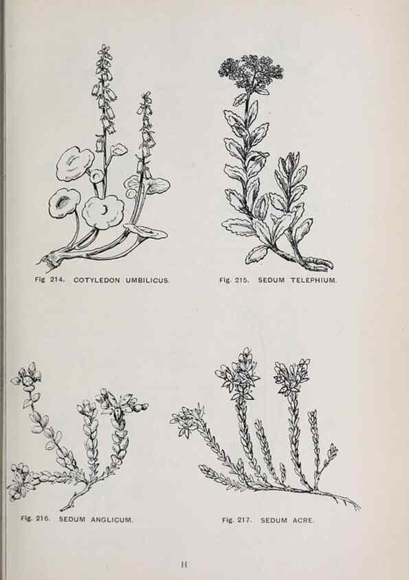 Reproducción/Reproduction 49742714953: The flora of the Liverpool district /. Liverpool :D. Marples & Co.,1902.. 