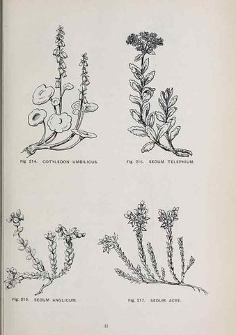 Reproducción/Reproduction 49742714953: The flora of the Liverpool district /. Liverpool :D. Marples & Co.,1902.. 