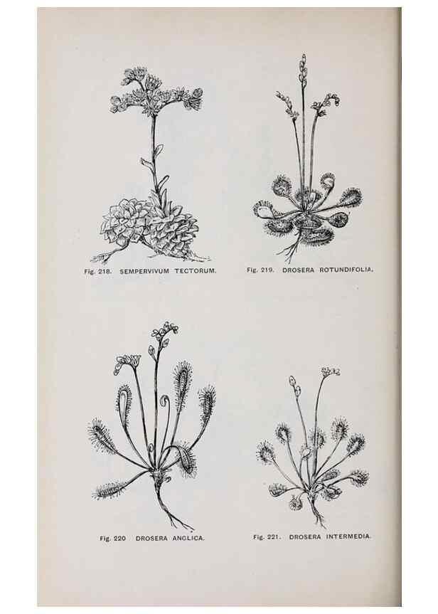 Reproducción/Reproduction 49742715298: The flora of the Liverpool district /. Liverpool :D. Marples & Co.,1902.. 