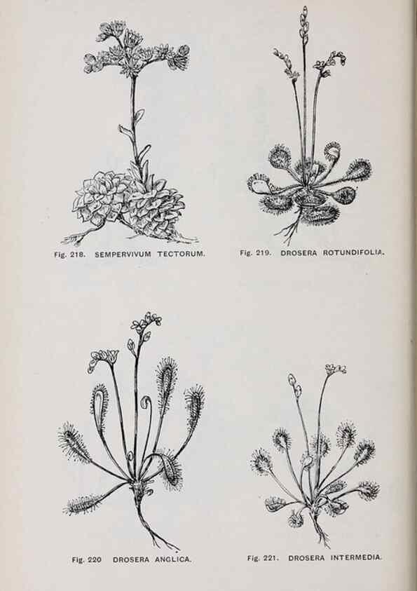 Reproducción/Reproduction 49742715298: The flora of the Liverpool district /. Liverpool :D. Marples & Co.,1902.. 