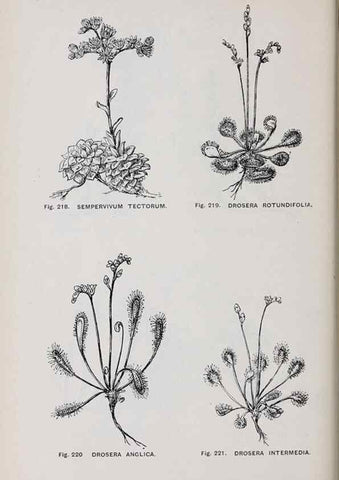 Reproducción/Reproduction 49742715298: The flora of the Liverpool district /. Liverpool :D. Marples & Co.,1902.. 
