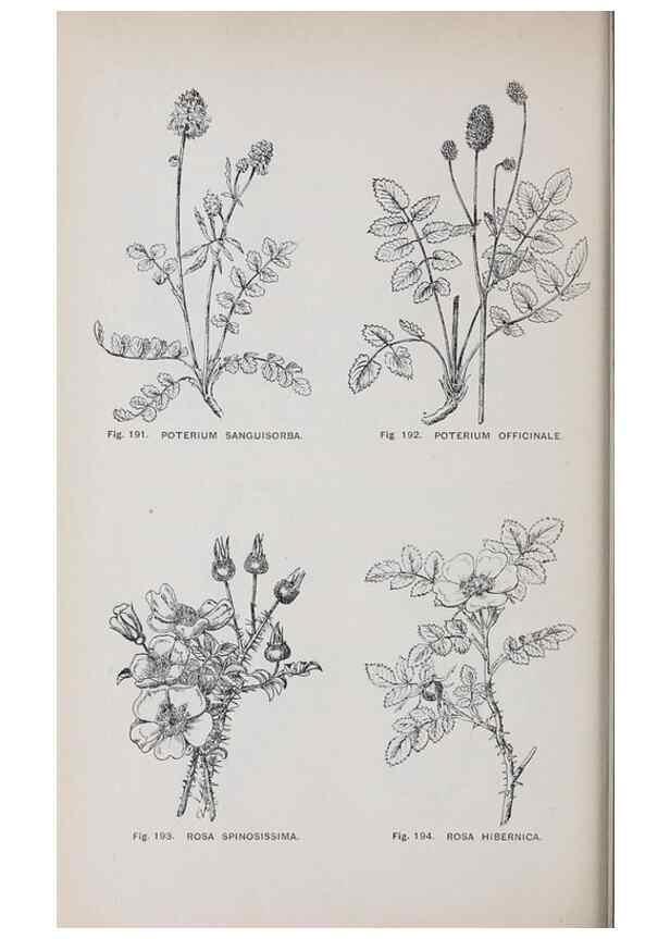 Reproducción/Reproduction 49743583837: The flora of the Liverpool district /. Liverpool :D. Marples & Co.,1902.. 