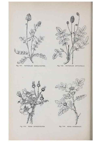 Reproducción/Reproduction 49743583837: The flora of the Liverpool district /. Liverpool :D. Marples & Co.,1902.. 