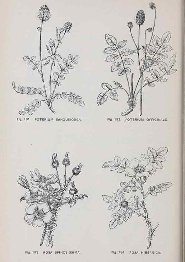 Reproducción/Reproduction 49743583837: The flora of the Liverpool district /. Liverpool :D. Marples & Co.,1902.. 