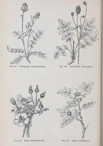 Reproducción/Reproduction 49743583837: The flora of the Liverpool district /. Liverpool :D. Marples & Co.,1902.. 