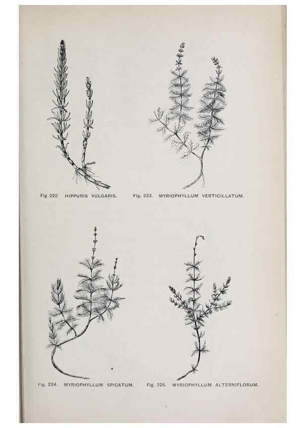Reproducción/Reproduction 49742715613: The flora of the Liverpool district /. Liverpool :D. Marples & Co.,1902.. 