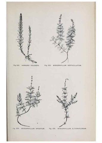 Reproducción/Reproduction 49742715613: The flora of the Liverpool district /. Liverpool :D. Marples & Co.,1902.. 
